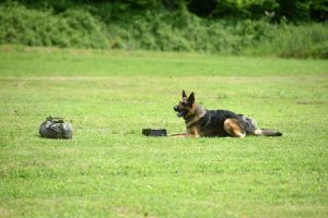 Foto:Tomislav Brandt